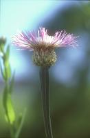 Basketflower