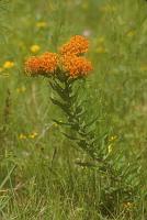 Butterflyweed