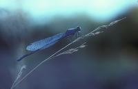 Damselfly