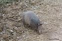 Armadillo