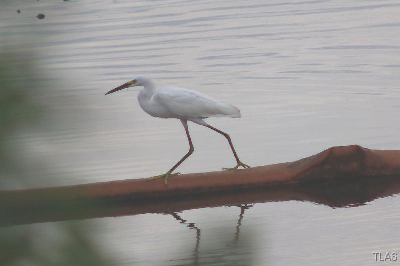Snowy_Egret