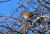 Lincoln's_Sparrow 