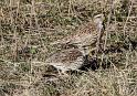 Meadowlarks_0774