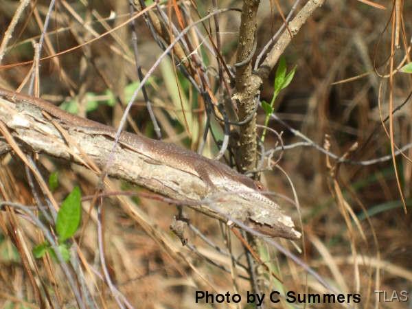 Anole1Summers