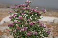 Ironweed