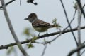 Ash-throated Flycatcher 2016-04-24_1