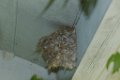 Eastern Phoebe Nest 2016-04-24