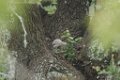 Great Horned Owl Nestling 2016-04-24_1