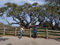 Goose Island Big Oak & birders