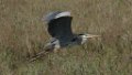 Great Blue Heron 2016-03-05_7