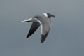 Laughing Gull 2016-03-05_2