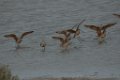 Marbled Godwit 2016-03-05_12