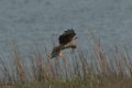 Northern Harrier 2016-03-05_11
