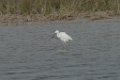 Reddish Egret White Morph 2016-03-05_3