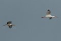 White Ibis 2016-03-05_2