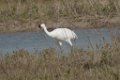 Whooping Crane 2016-03-05 (1)