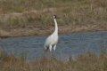 Whooping Crane 2016-03-05_11