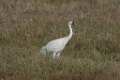 Whooping Crane 2016-03-05_21