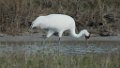 Whooping Crane 2016-03-05_23