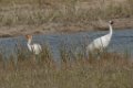 Whooping Crane 2016-03-05_7