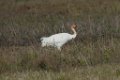 Whooping Crane juv 2016-03-05_2