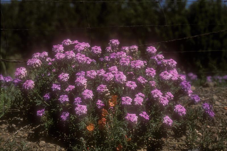 Verbena